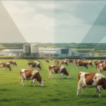 إيرلندا تُسرّع إنتاج الحليب في أكتوبر: نمو قوي يواجه ضغوط الأسعار وتشددًا تنظيميًا