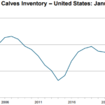 انخفاض طفيف في أعداد الأبقار والعجول: تقرير وزارة الزراعة الأمريكية لشهر يناير