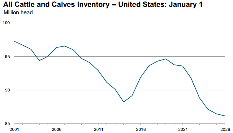 انخفاض طفيف في أعداد الأبقار والعجول: تقرير وزارة الزراعة الأمريكية لشهر يناير