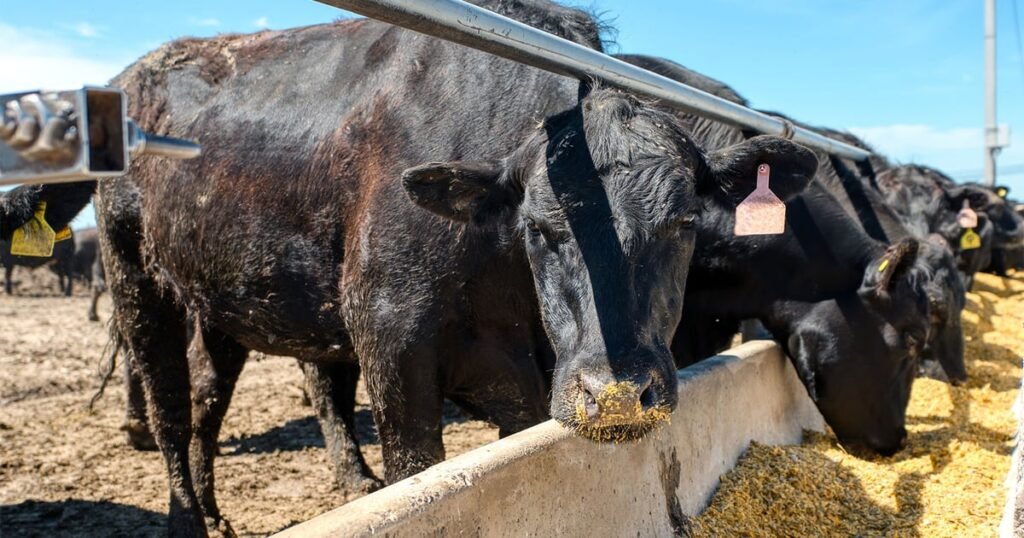 أبقار حظائر التغذية في الولايات المتحدة عند أدنى مستوى لها منذ 2018