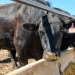 أبقار حظائر التغذية في الولايات المتحدة عند أدنى مستوى لها منذ 2018