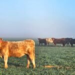 توقعات إيجابية للثروة الحيوانية في عام 2026 بعد تقلبات 2025