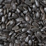 توقعات بارتفاع إنتاج عباد الشمس في داكوتا