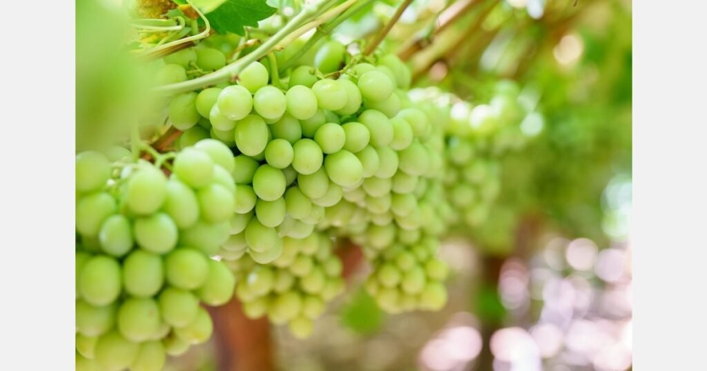 حصاد العنب الأسترالي يتواصل رغم الحر الشديد