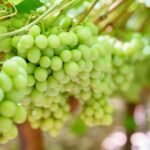 حصاد العنب الأسترالي يتواصل رغم الحر الشديد