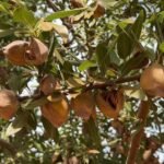 الوز الأسترالي: محصول قياسي متوقع