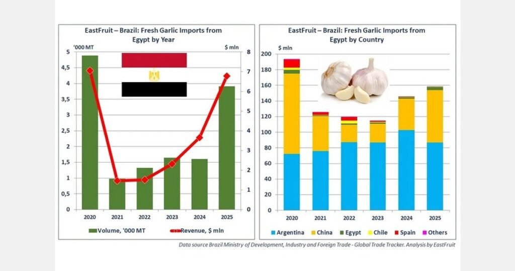صادرات الثوم المصرية إلى البرازيل ترتفع 2.4 ضعف في عام 2025
