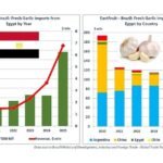 صادرات الثوم المصرية إلى البرازيل ترتفع 2.4 ضعف في عام 2025