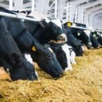 DKMUL: حافز جديد لمواجهة ارتفاع تكاليف الألبان