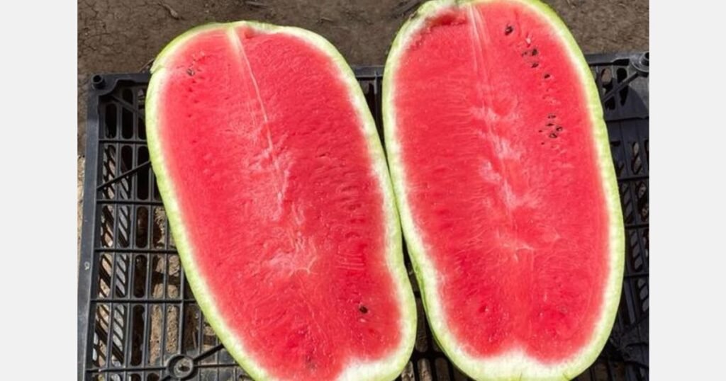 التعريفات الجمركية المرتفعة تحرم المصدرين الموريتانيين من الطلب المغربي القوي على البطيخ