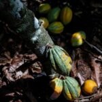 ساحل العاج تدرس خفض سعر الكاكاو بعد غانا