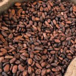 COCOBOD تدفع مبالغ كبيرة لمزارعي الكاكاو