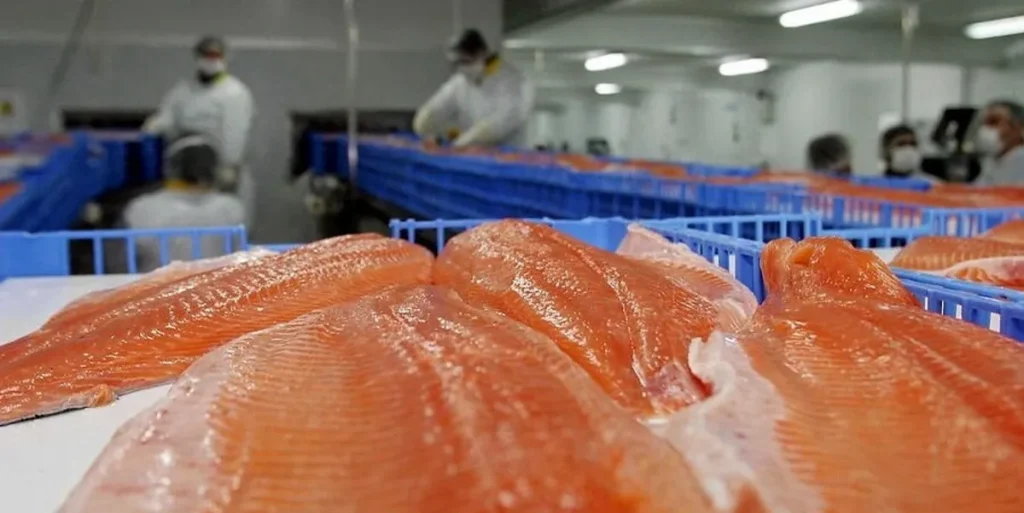 تشيلي تتحدى التحديات: صادرات السلمون العالمية تزدهر