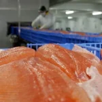 تشيلي تتحدى التحديات: صادرات السلمون العالمية تزدهر