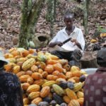 فقط في: كتبة الكاكاو والمزارعون يحذرون من ‘انهيار الأعمال’ وسط تخفيضات أسعار الحكومة