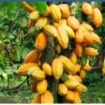 حركة الديمقراطية المركزية تطالب بإلغاء فوري لتخفيض أسعار الكاكاو