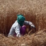 سحب أمر تحديد مخزون القمح: إمدادات وفيرة في الأسواق