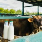 قطاع الألبان الهندي يحافظ على الاستقرار وسط مخاوف التجارة العالمية