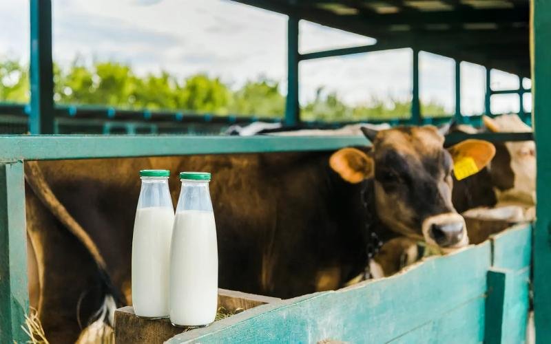 قطاع الألبان الهندي يحافظ على الاستقرار وسط مخاوف التجارة العالمية