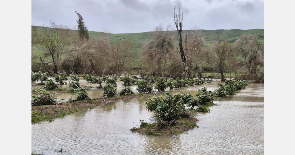 صعوبات الحصاد تحد من إمدادات الأفوكادو الإسبانية