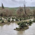 صعوبات الحصاد تحد من إمدادات الأفوكادو الإسبانية