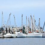 عضو الكونغرس يطالب بشراء جمبري الخليج لدعم صناعة الجمبري المحلية