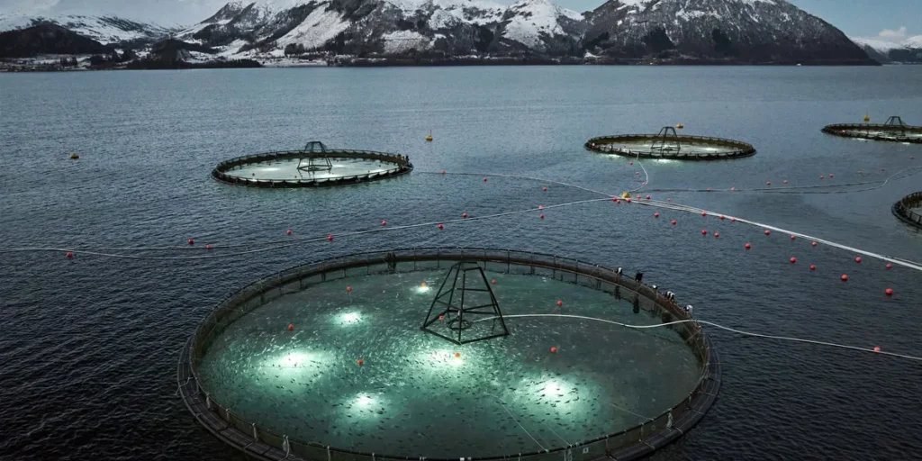 سمك القد المستزرع: فرصة ثانية حاسمة للنمو