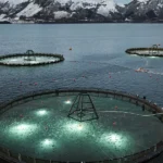 سمك القد المستزرع: فرصة ثانية حاسمة للنمو