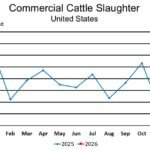 تقرير وزارة الزراعة الأمريكية الشهري عن ذبح الماشية