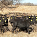 ميلر يدعو إلى ائتمان ضريبي للعجلات لإنقاذ إمدادات الماشية الأمريكية