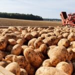 أزمة في سوق البطاطس: الاتحاد الفرنسي يحذر من تراجع التعاقدات