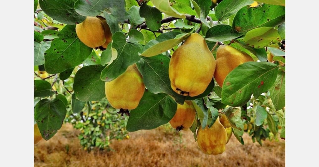 صادرات السفرجل الأذربيجانية تشهد ارتفاعًا ملحوظًا في 2025