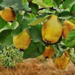 صادرات السفرجل الأذربيجانية تشهد ارتفاعًا ملحوظًا في 2025