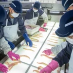 شحنات محلية قياسية تؤكد التحول في سوق سمك البولَك الروسي