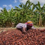 أزمة تمويل الكاكاو: جمعية مشتري الكاكاو المرخصة تحذر