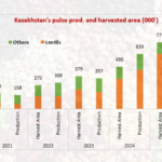 كازاخستان تسجل طفرة في إنتاج العدس: زيادة قياسية بنسبة 70% في الموسم 2025-26