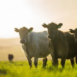 بيانات مكتب الإحصاءات الأسترالي تؤكد إنتاج قياسي من لحوم البقر وإمدادات قوية من الماشية في عام 2025