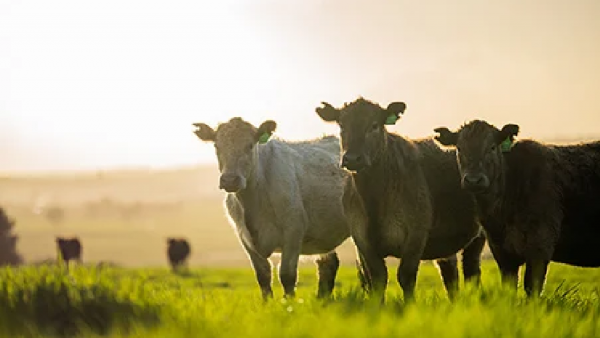 بيانات مكتب الإحصاءات الأسترالي تؤكد إنتاج قياسي من لحوم البقر وإمدادات قوية من الماشية في عام 2025