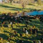 أستراليا: أعلى معدل ذبح أسبوعي للماشية منذ عام 2019