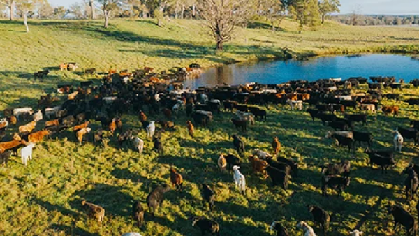 أستراليا: أعلى معدل ذبح أسبوعي للماشية منذ عام 2019