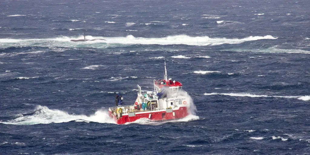 ارتفاع أسعار السلمون: السوق يترقب التقلبات