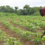 مزارعو الكاكاو سيتلقون أسمدة مجانية بحلول مايو