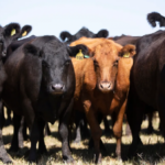 الولايات المتحدة ترفع توقعاتها لواردات اللحوم لعام 2026 بعد إضافة حصة الأرجنتين