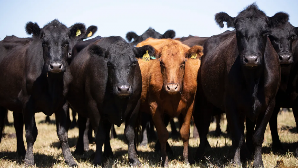 الولايات المتحدة ترفع توقعاتها لواردات اللحوم لعام 2026 بعد إضافة حصة الأرجنتين