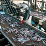 توصية بشأن المصيد العرضي لسمك السلمون تشوم في انتظار قرار هام