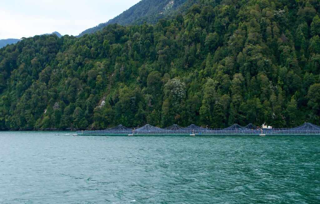 Subpesca: مزارع السلمون التشيلية تتبنى ظروفًا هوائية مستدامة