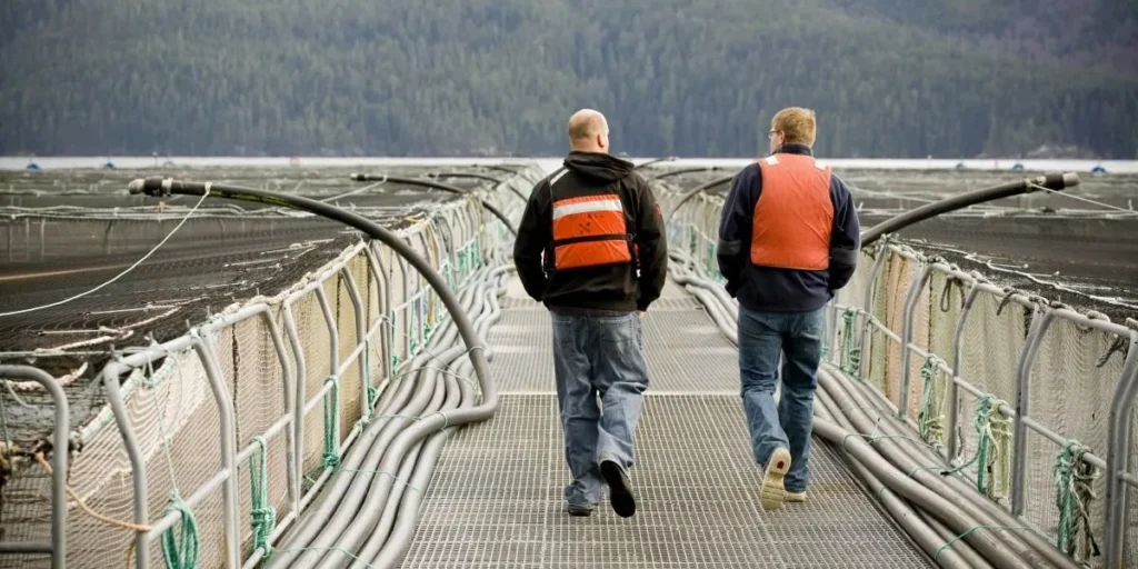 كندا تمنع مزارع سمك السلمون: موي تخسر المعركة القضائية