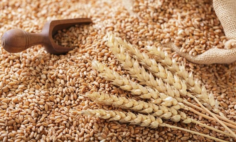 المنافسة العالمية المتزايدة تضرب القمح الفرنسي بشدة