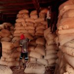 مخزونات الكاكاو تتراكم في ساحل العاج: المزارعون في ورطة