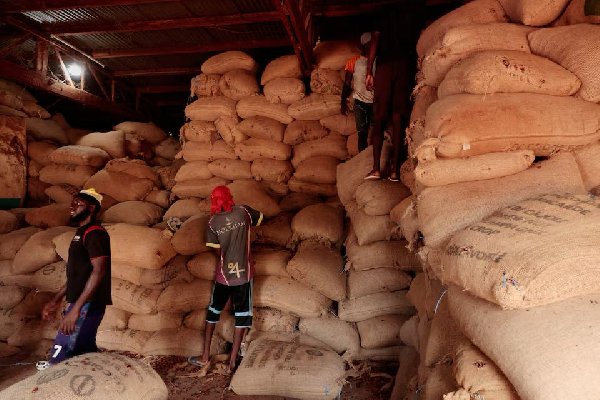 مخزونات الكاكاو تتراكم في ساحل العاج: المزارعون في ورطة